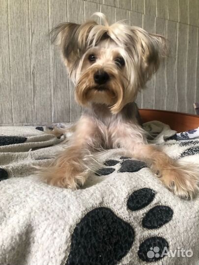 Йоркширский терьер