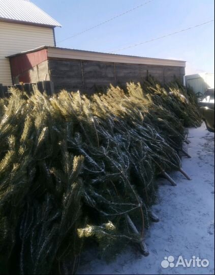 Сосна живая