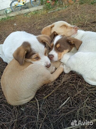 Щенки маленькой собаки