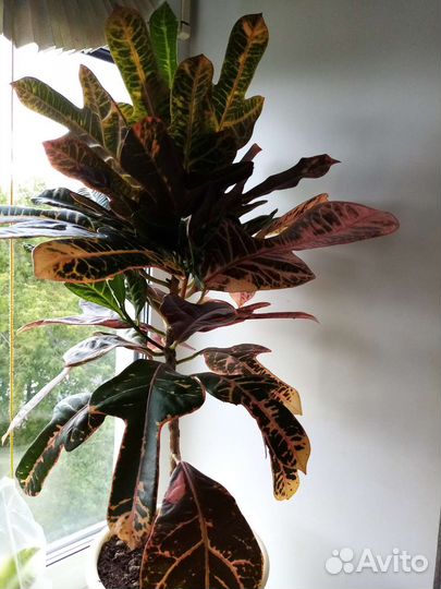 Цветы комнатные