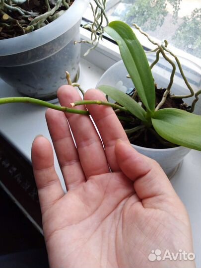 Орхидея фаленопсис