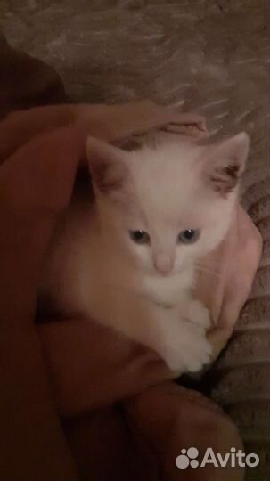 Котенок белоснежный