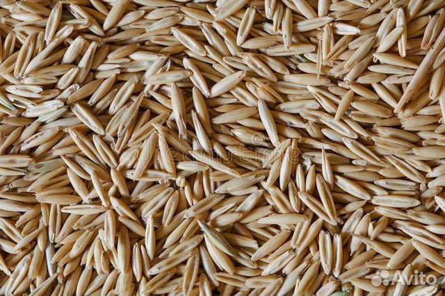 Овес, ячмень, пшеница