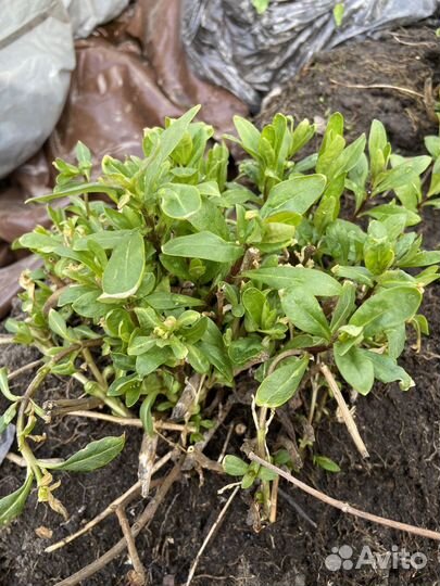 Флоксы многолетние розовые