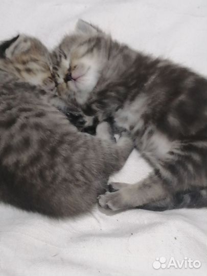 Британская кошка в дар