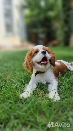 Кинг чарльз спаниель