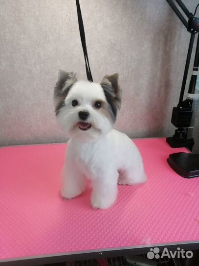 Груминг (стрижка собак, тримминг, экспресс линька)