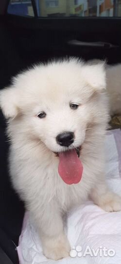 Самоед щенки