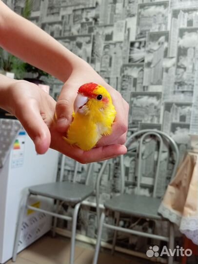 Попугай какарик