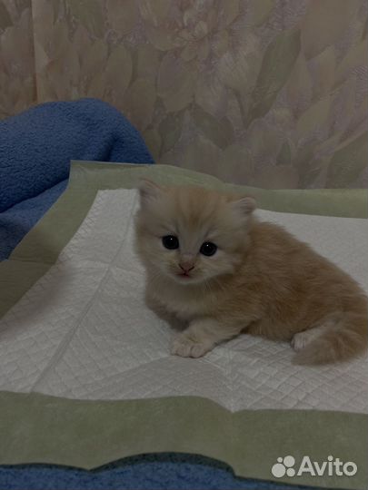 Шотландский котенок