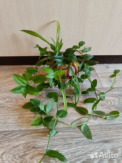 Традесканция Хлорофитум композиция