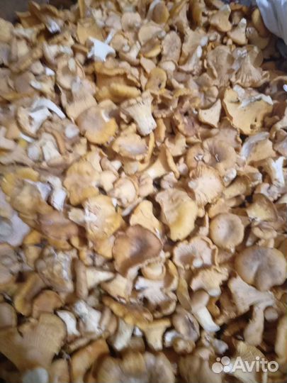 Грибы лисички свежие