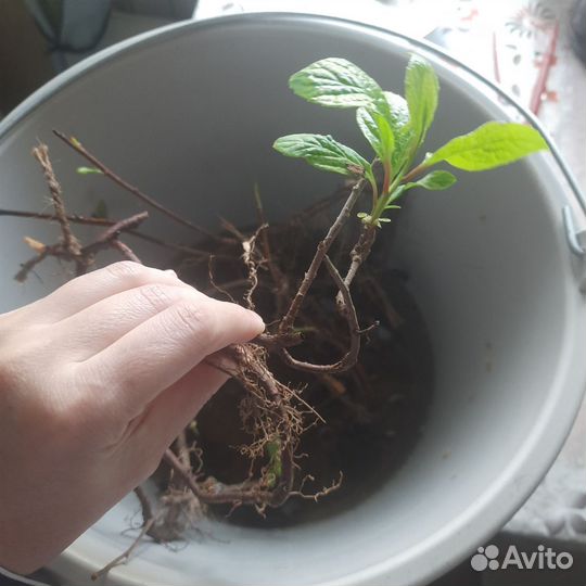 Лимонник китайский дальневосточный