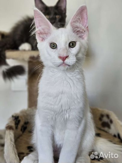 Котёнок мейн-кун белый