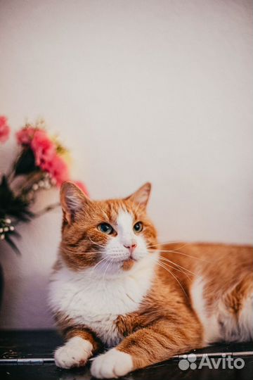 Кошки
