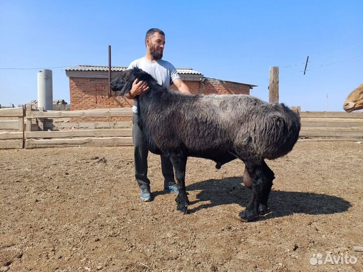 Ярки арашан