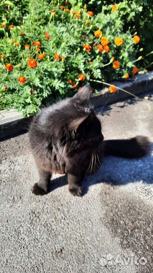 Кошка в дар бесплатно