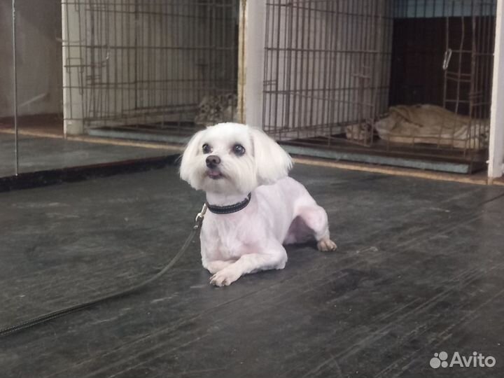 Дрессировка собак, Кинолог с выездом