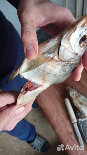 Лещ, вобла астраханская