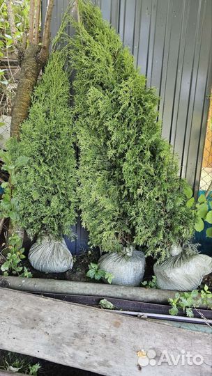 Туя смарагд