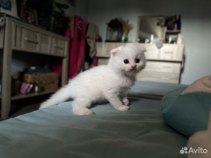 Вислоухий котёнок