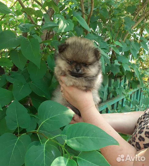 Девочка 2 мес