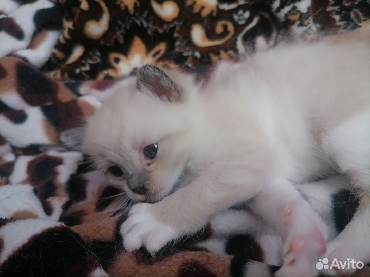 Сиамская кошечка