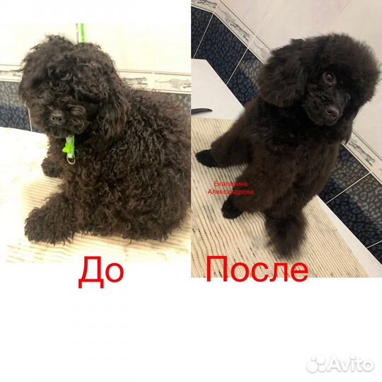 Стрижка маленьких/средних собак. Груминг