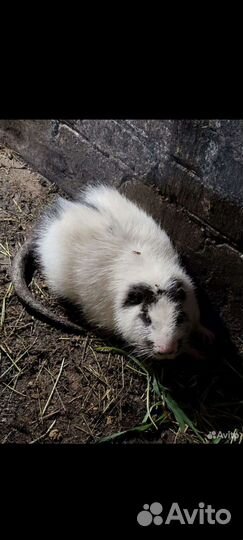 Нутрии на племя