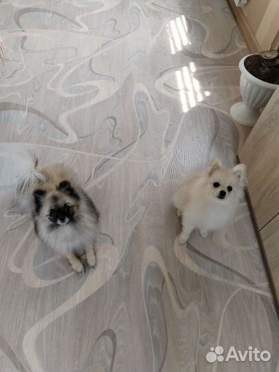 Померанский шпиц девочка