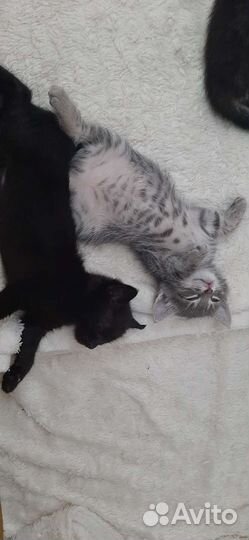 Кошка в дар бесплатно