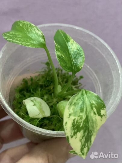 Монстера минт