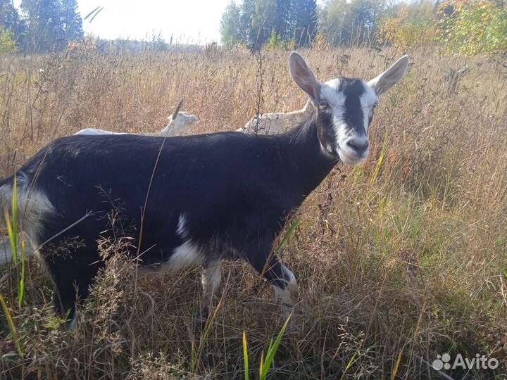 Козлики и козочки