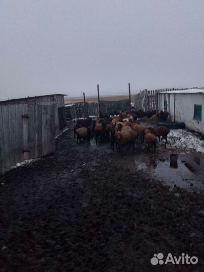 Курдючные бараны овцы продам цена договорная