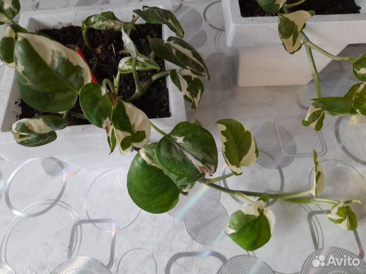 Сциндапсус