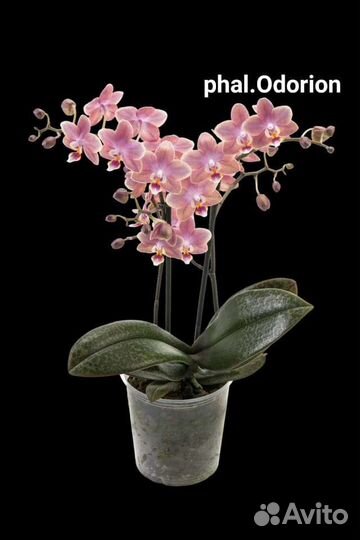 Парфюмерная фабрика коллекция подростки