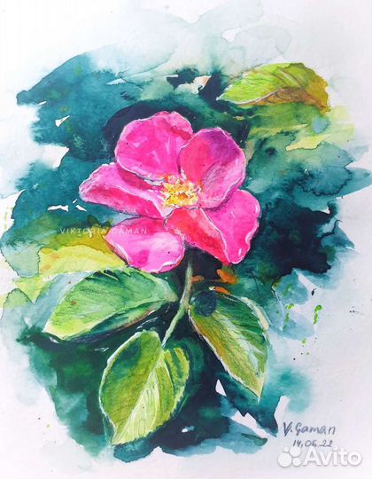 Акварельный рисунок Цветы розового шиповника