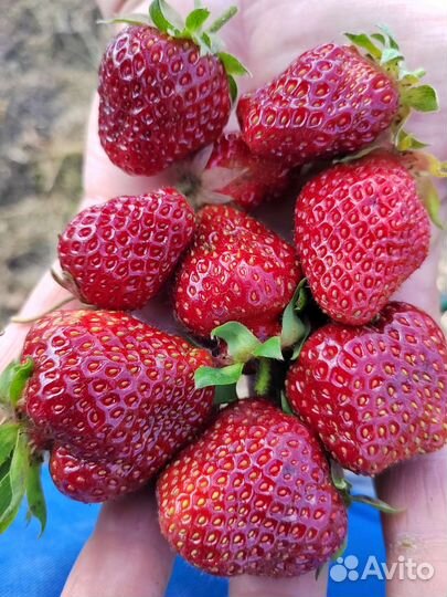 Клубника,рассада