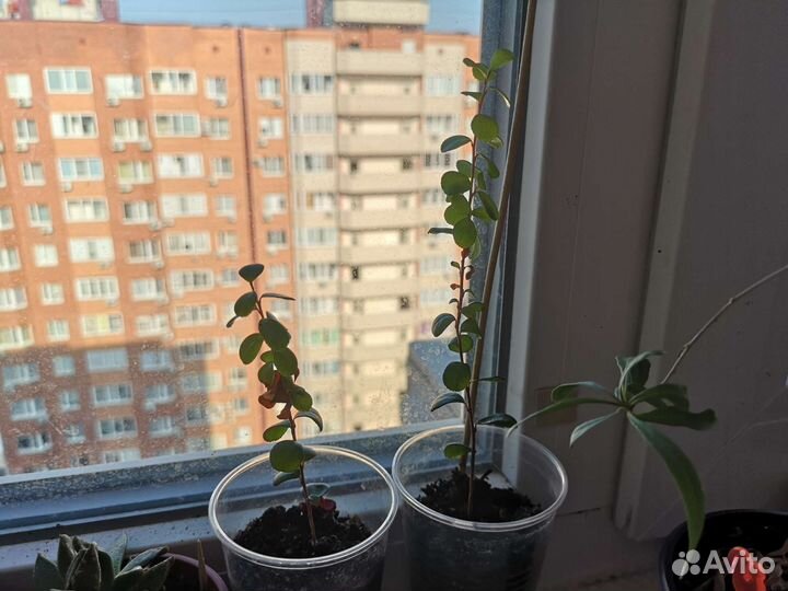 Мирт и мирсина африканская