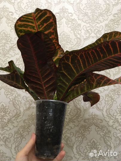 Цветы комнатные кротон