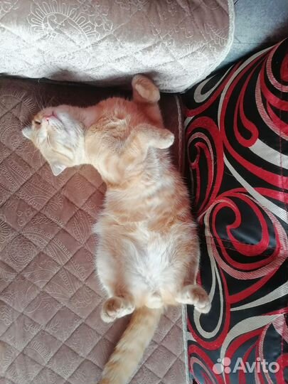 Потерялся кот