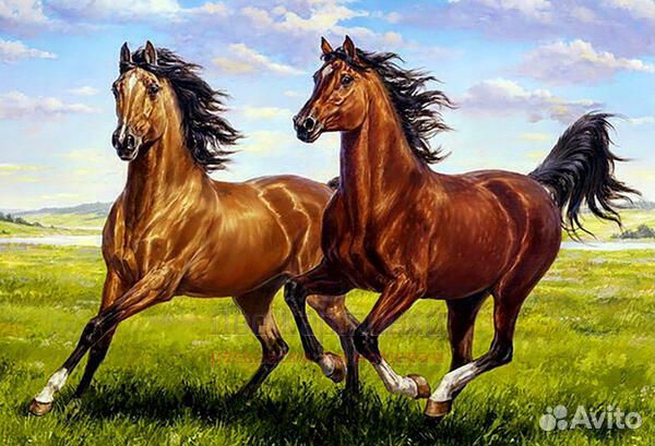 Картина по номерам 40x50 Довольная пробежка лошаде