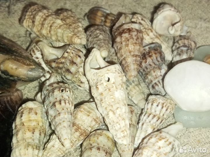 Морские ракушки, рапаны