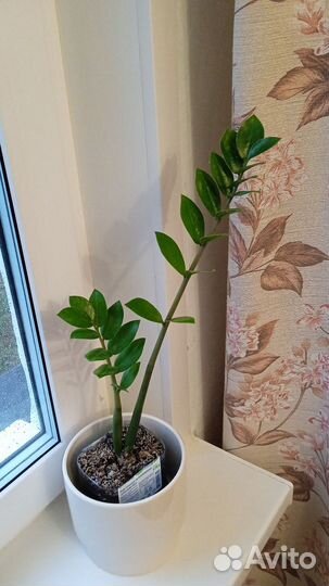 Цветы замиокулькас долларовое дерево
