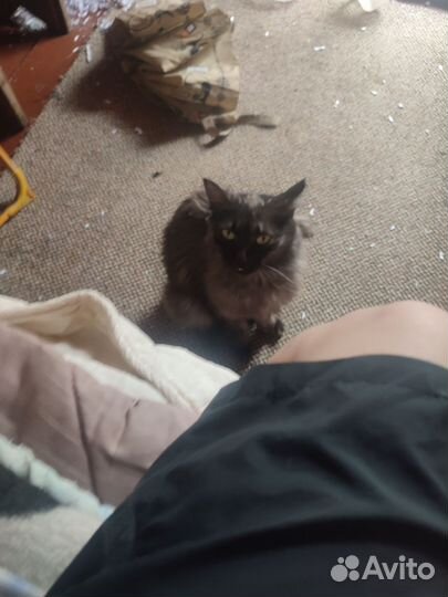 Котёнок и кошка