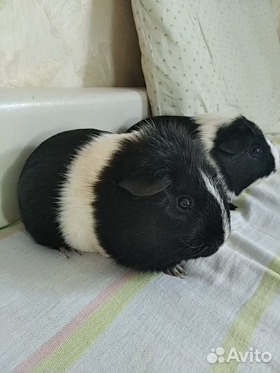 Морская свинка