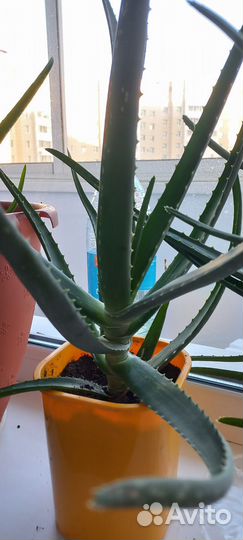 Алоэ 3-х летний
