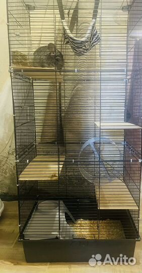 Продается шиншилла с клеткой 8000