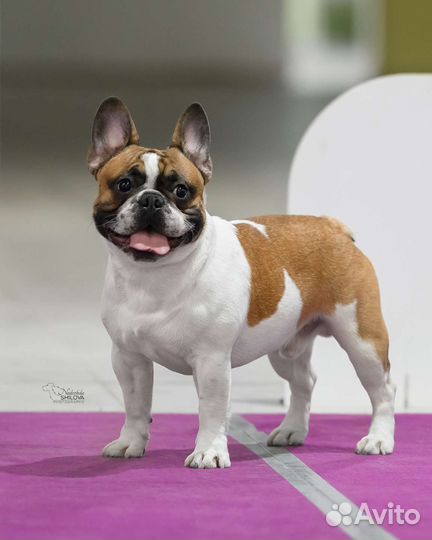 Вязка Французский бульдог кобель