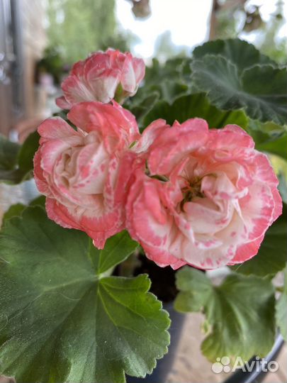 Пеларгония герань